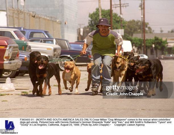Cesar Dog From Rapper 2,283 Cesar Dog Stock Photos, High-Res Pictures, and Images - Getty Images