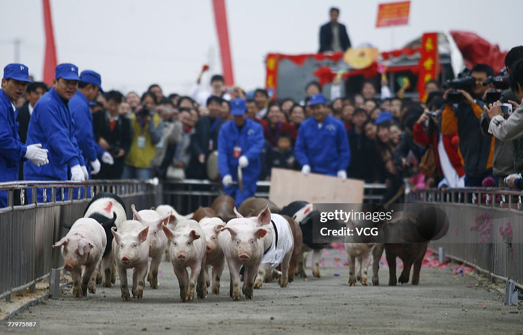 China Golden Pig Sports Game