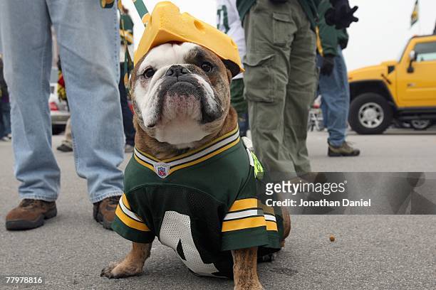 Fan of Brett Favre poses before the game between the Green Bay Packers and the Minnesota Vikings on November 11, 2007 at Lambeau Field in Green Bay,...