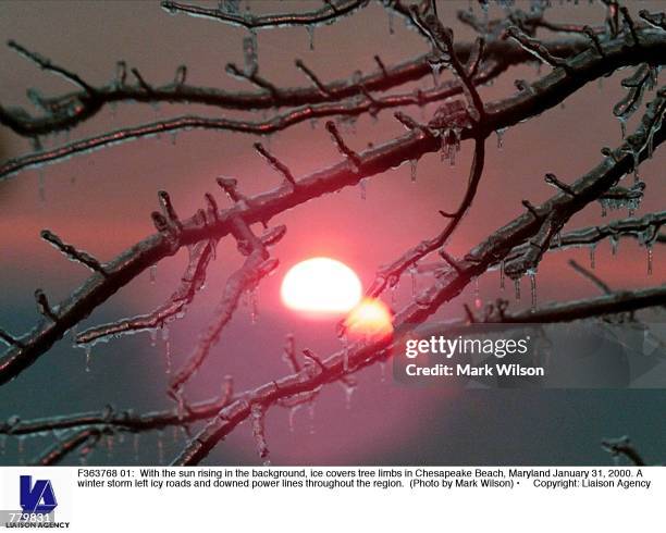 With the sun rising in the background, ice covers tree limbs in Chesapeake Beach, Maryland January 31, 2000. A winter storm left icy roads and downed...