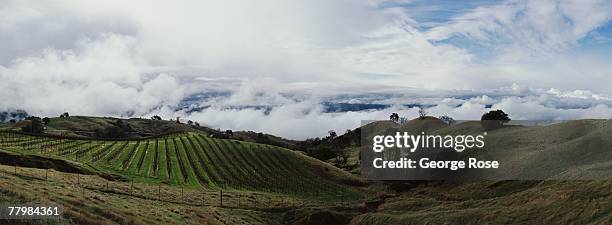 Terraced hillside of Cabernet Sauvignon grapes grows above the valley fog in this 2007 Sonoma County, California, spring panorama landscape photo.