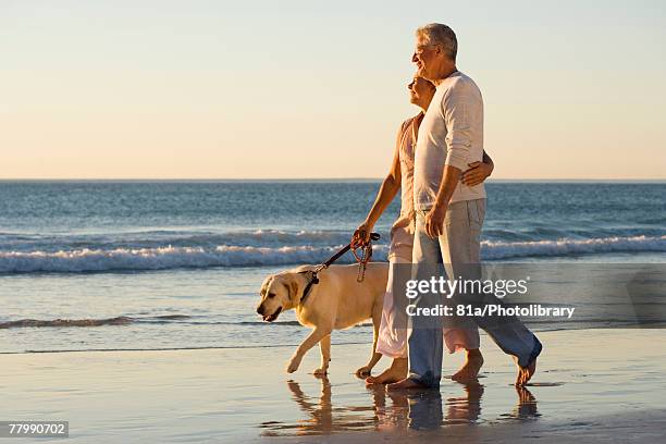 mature couple walking their dog along the beach - old golden retriever stock pictures, royalty-free photos & images