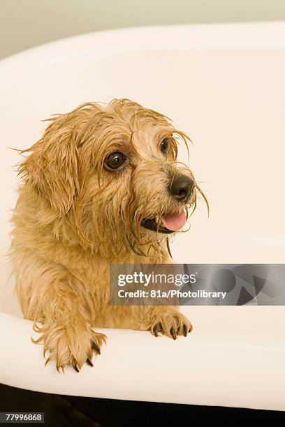 portrait of a dog in a bath - norfolk terrier stock pictures, royalty-free photos & images
