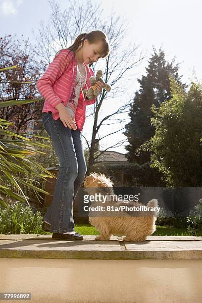 young girl playing with a dog outdoors - norfolk terrier stock-fotos und bilder