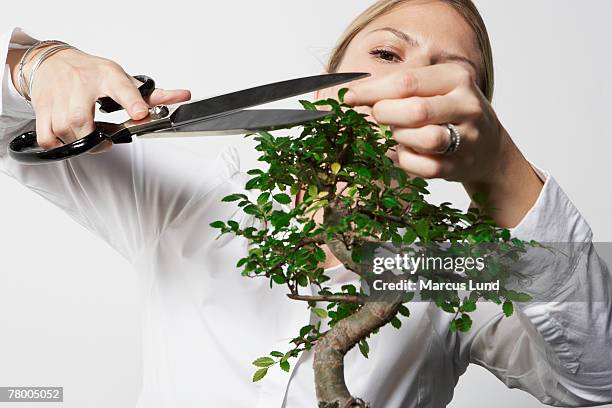 young business woman at desk pruning bonsai tree. - bonsai stock pictures, royalty-free photos & images