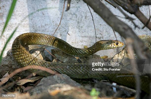Snake slithers in the undergrowth next to the boundary where it appeared during Day One of the warm up game between Presidents Board XI and England...