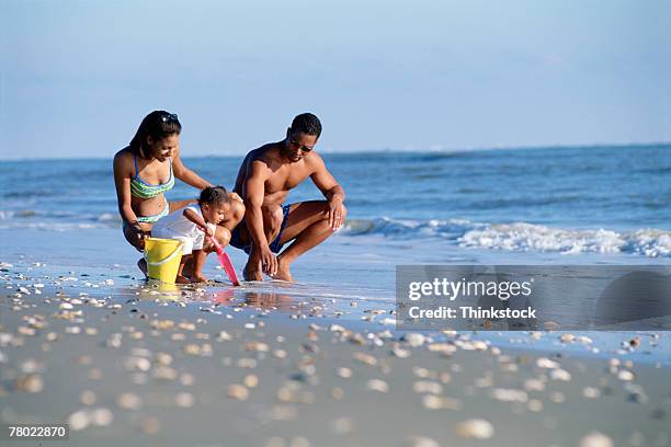 family looking for shells on beach - family gathering seashells on beach stock pictures, royalty-free photos & images