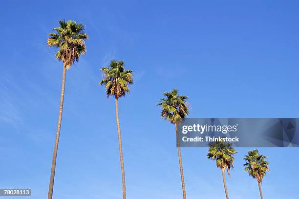low angle of a row of palm trees against a blue sky. - christmas palm tree stock pictures, royalty-free photos & images