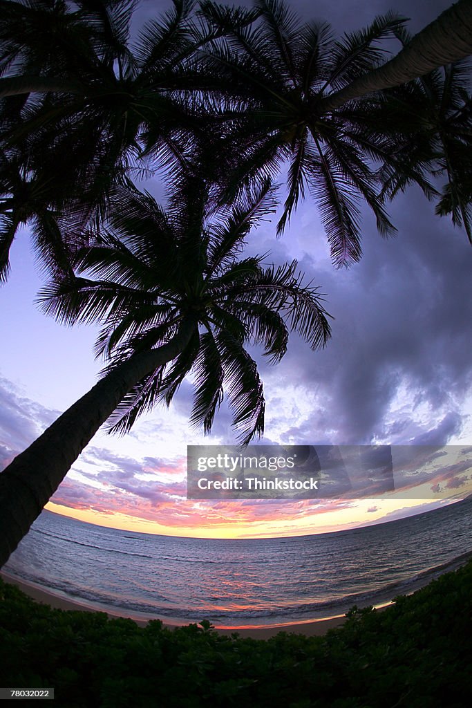 Silhouetted palm tree leans toward the ocean at sunset with a curved horizon from fisheye lens.