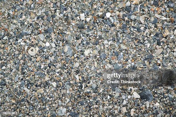 close-up of broken shells on the beach. - broken seashell stock pictures, royalty-free photos & images