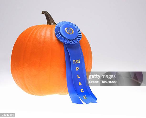 still life of a first prize winning pumpkin - pumpkin contest stock pictures, royalty-free photos & images