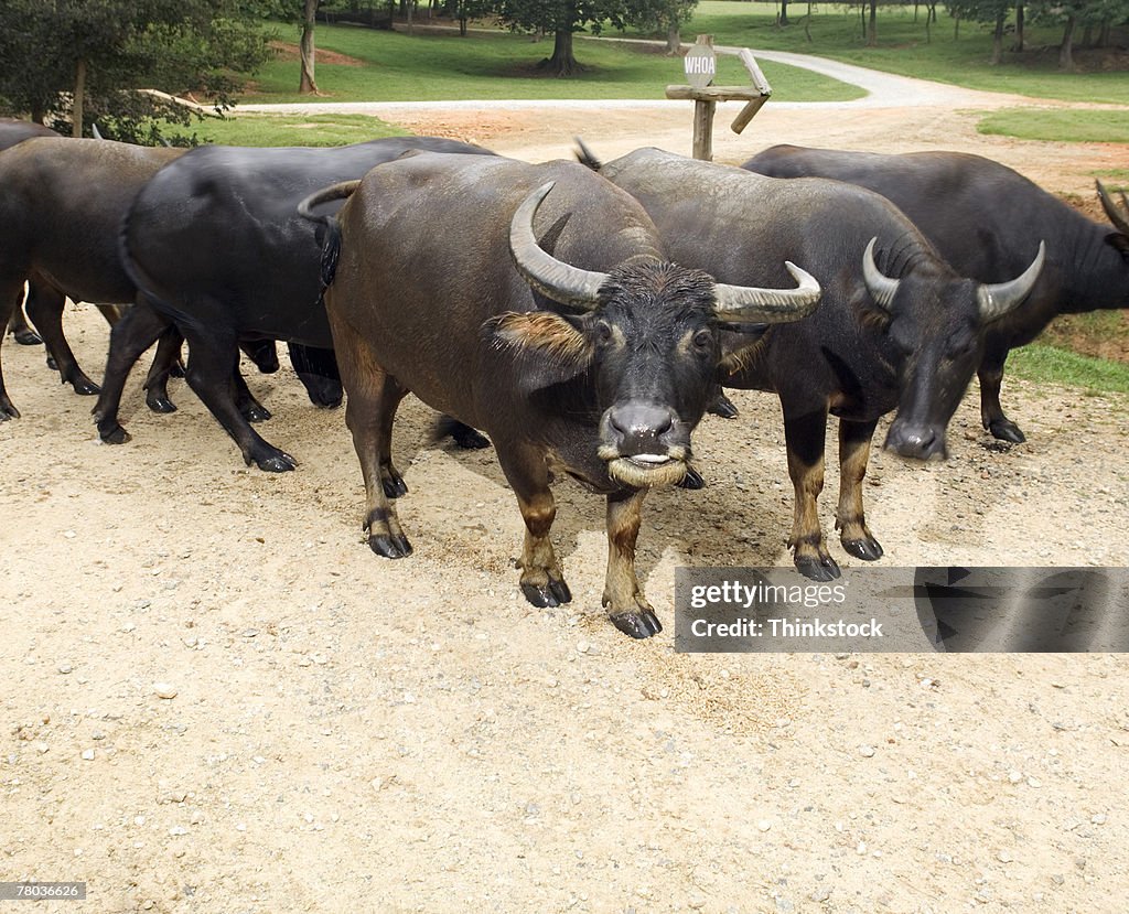 Herd of oxen