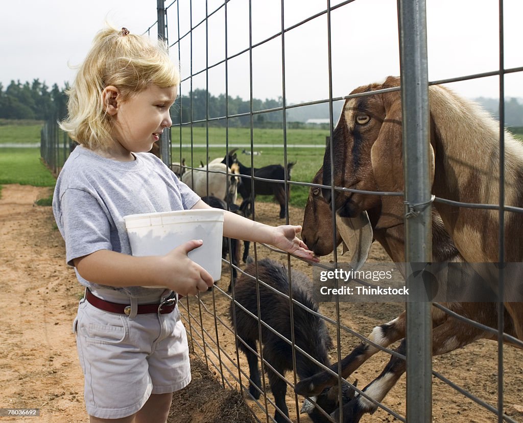 Girl feeding goats