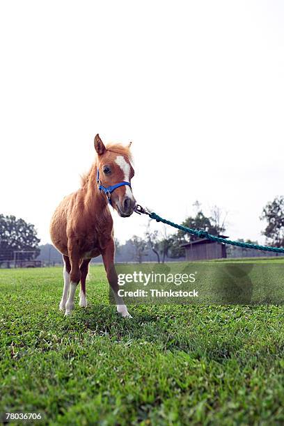 334 Pulling Reins Stock Photos, High-Res Pictures, and Images - Getty