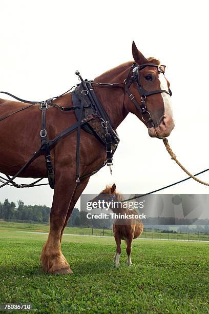 clydesdale horse and shetland pony - clydesdale horse stock-fotos und bilder