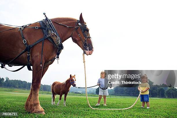 girls with clydesdale horse and shetland pony - optische illusion stock-fotos und bilder