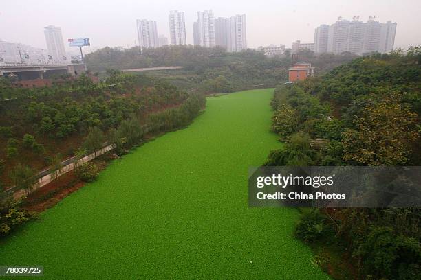 View of the Hongyan Reservior, which is covered by water cabbage spreading fast due to heavy pollution caused by sewage discharge, on November 21,...