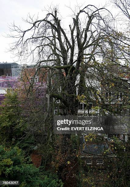 The chestnut tree in the backyard of the house in Amsterdam where Anne Frank and her family were hiding during World War II, is pictured 16 November...