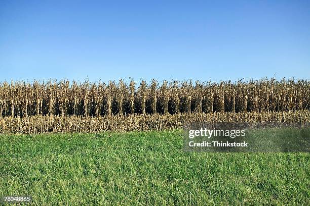 corn field and green grass - bartstoppel stock-fotos und bilder
