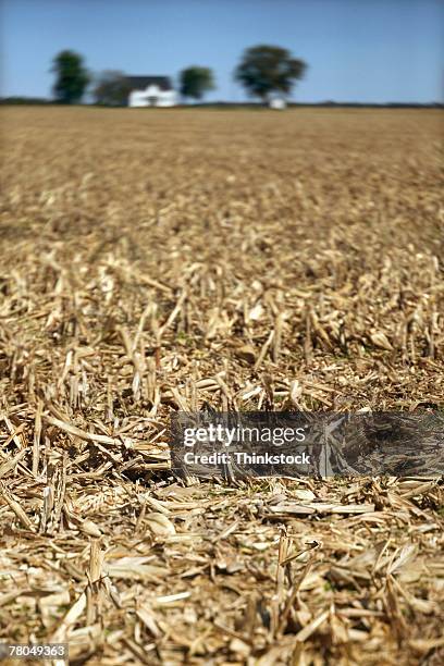 dry corn field - bartstoppel stock-fotos und bilder