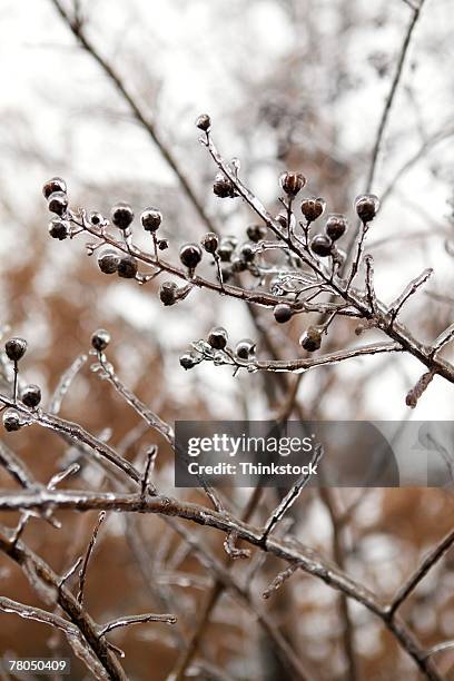 berries on twig encased in ice - ice encased stock pictures, royalty-free photos & images