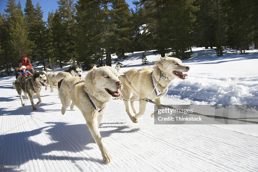 Dog sled
