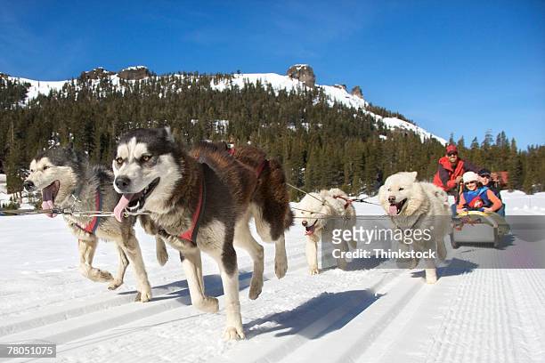 dog sled - 雪橇犬 個照片及圖片檔