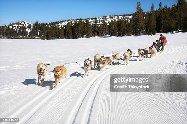 dog sled - chien de traineau photos et images de collection