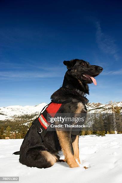 search and rescue dog - perro de búsqueda y rescate fotografías e imágenes de stock