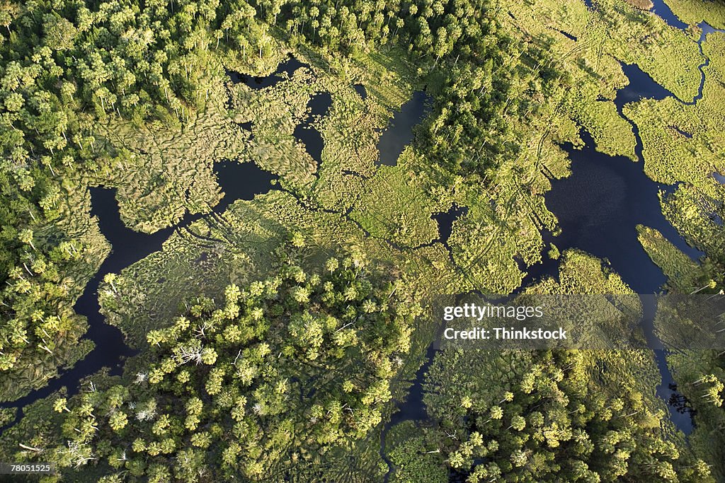 Aerial view of swamp in Florida