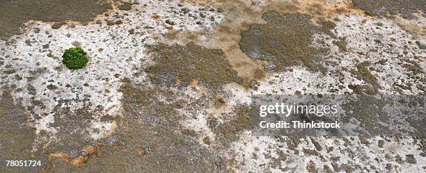 aerial view of florida everglades salt marsh - tidal marsh stock pictures, royalty-free photos & images