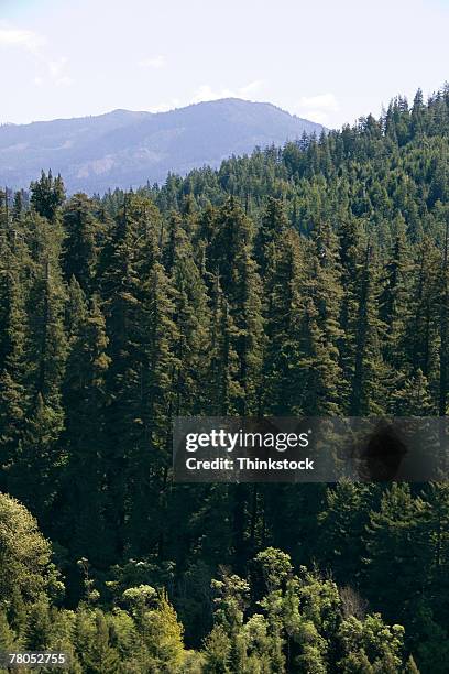 aerial view of humboldt woods state park, california - humboldt redwoods state park stock pictures, royalty-free photos & images