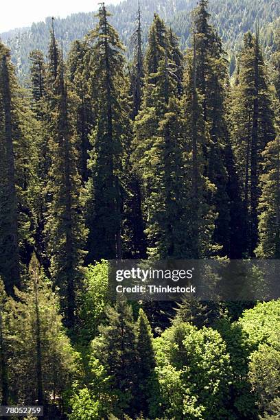 aerial view of california woods - humboldt redwoods state park stock pictures, royalty-free photos & images