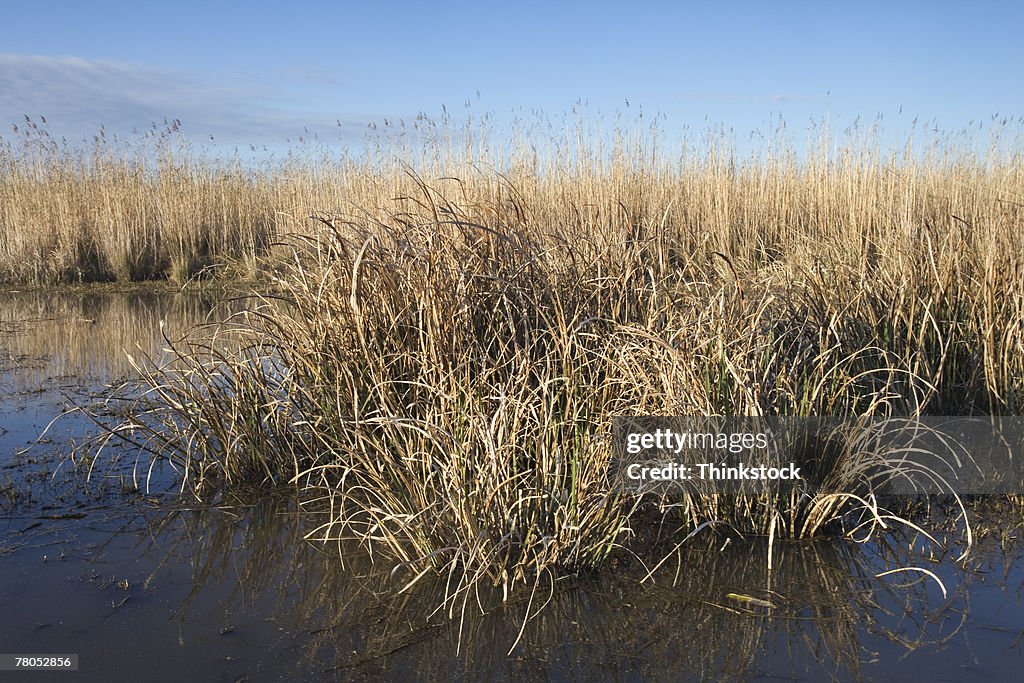 Dry marsh in Deep Lake, Louisiana