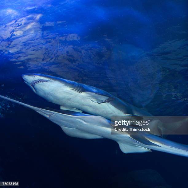 sharks in public aquarium - sand tiger shark stock pictures, royalty-free photos & images