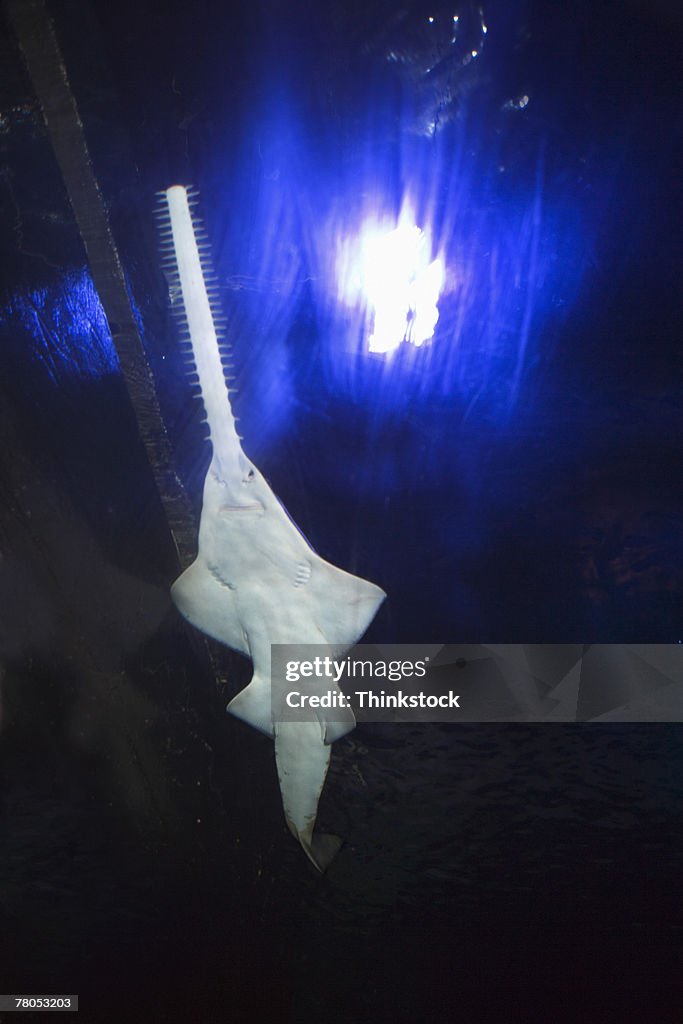 Saw shark at aquarium