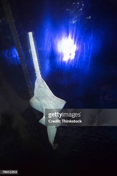 saw shark at aquarium - sawshark stock pictures, royalty-free photos & images