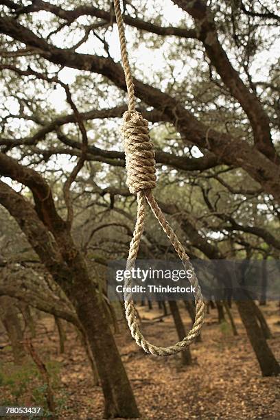 noose in woods - noeud coulant photos et images de collection