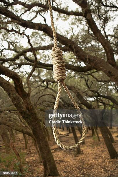 noose in woods - killing trees stock pictures, royalty-free photos & images