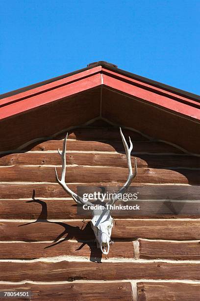 skull on log cabin - laramie bildbanksfoton och bilder