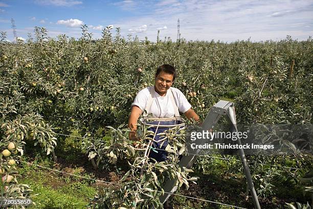 man picking apples - migrant worker stock pictures, royalty-free photos & images