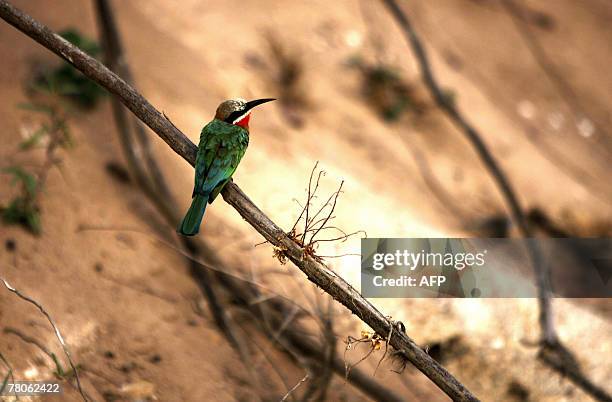 Bee eater bird sits on a branch next to the waters of the Rufiji river in the Selous Game Reserve in southern Tanzania, 02 September 2007. The Selous...