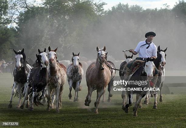 Gaucho gets his herd together at the end of the skill competition during the Tradition Day, in San Antonio de Areco, 110 km from Buenos Aires, 11...