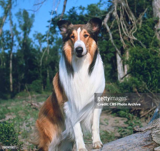 Promotional portrait of Lassie II, a male collie dog who portrays the female titular character of the television series 'Lassie,' 1959.
