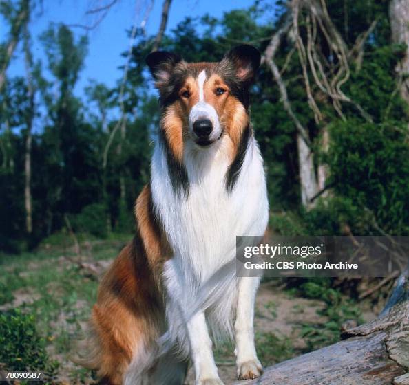 Promotional Portrait Of Lassie Ii A Male Collie Dog Who Portrays The