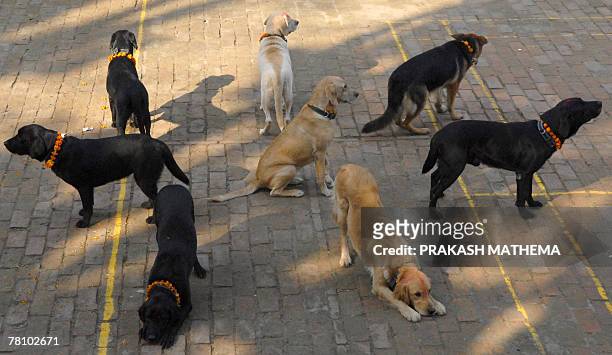 Nepalese police dogs pose as their unseen handlers salute them at The Central Police Dog Training School in Kathmandu, 08 November 2007, to mark Dogs...
