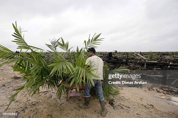 Worker harvests leaves from newly-planted palm oil trees growing on the site of destroyed tropical rainforest in Kuala Cenaku, Riau Province November...