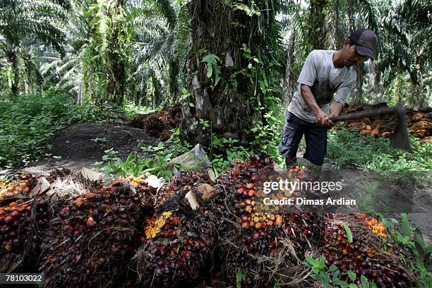 Plantation worker harvests palm oil fruits in Pelalawan Regency, Riau Province November 22, 2007 in Sumatra Island, Indonesia. For many years...