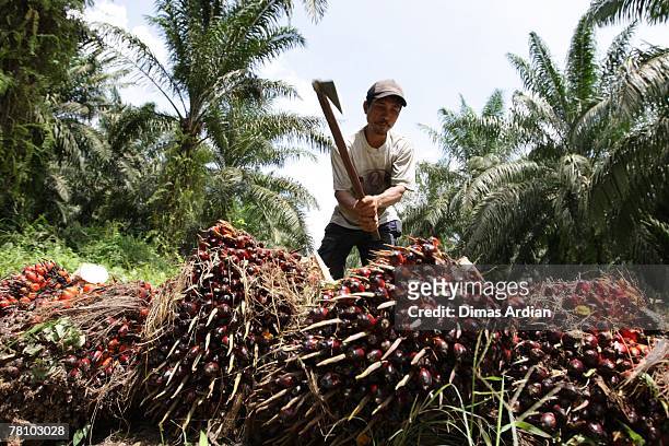 Plantation worker harvests palm oil fruits in Pelalawan Regency, Riau Province November 22, 2007 in Sumatra Island, Indonesia. For many years...