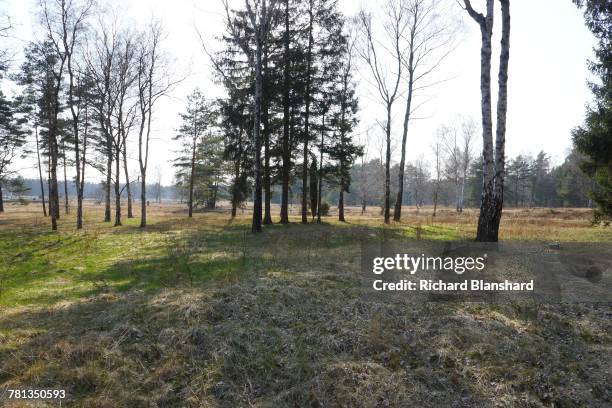 Woods and heathland at the site of the former Bergen-Belsen German Nazi concentration camp in Lower Saxony, Germany, 2014. The site is now a museum...